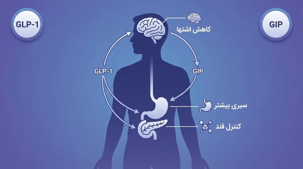  اینفوگرافیک مکانیزم عمل دوگانه تیرزپاتاید GIP و GLP-1
