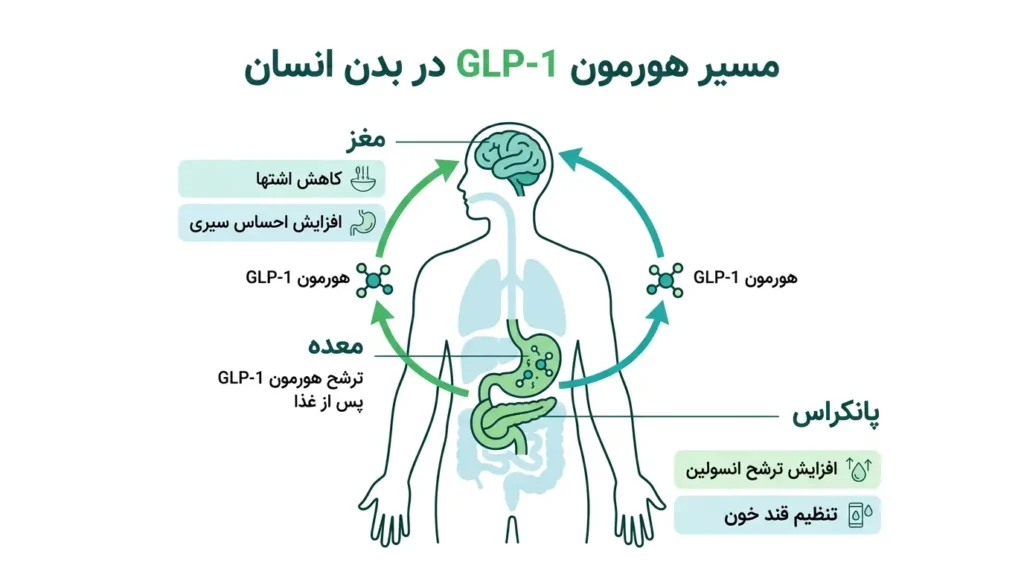اینفوگرافیک مکانیزم اثر GLP-1 در آمپول ملیتاید